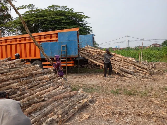 Stok kayu dolken gelam ditata rapi di gudang