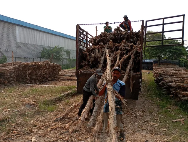 Dua pekerja mengangkat kayu dolken panjang 4 meter