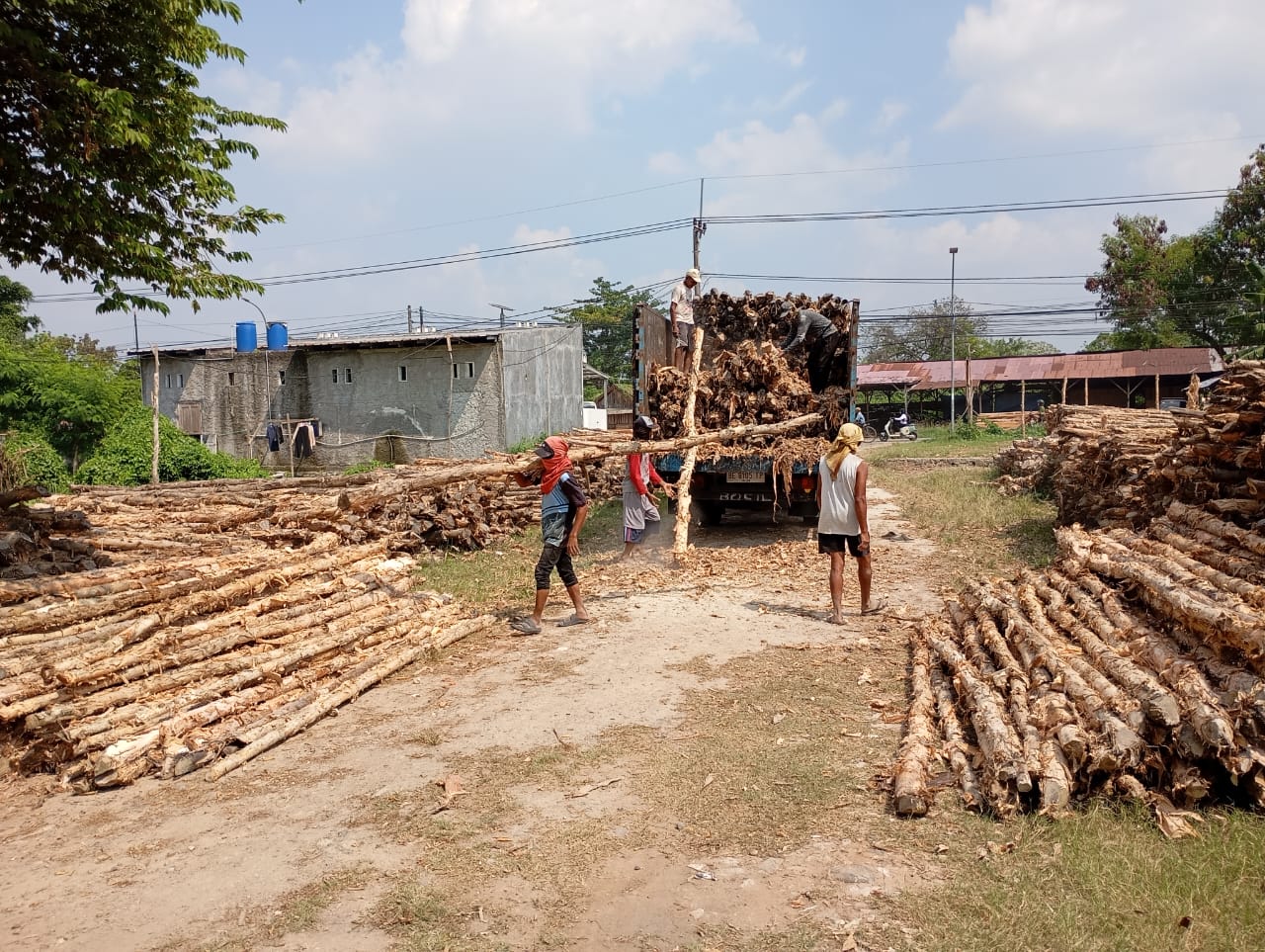 Bongkar muat kayu dolken gelam siap antar ke pelanggan di Ciomas — foto 2