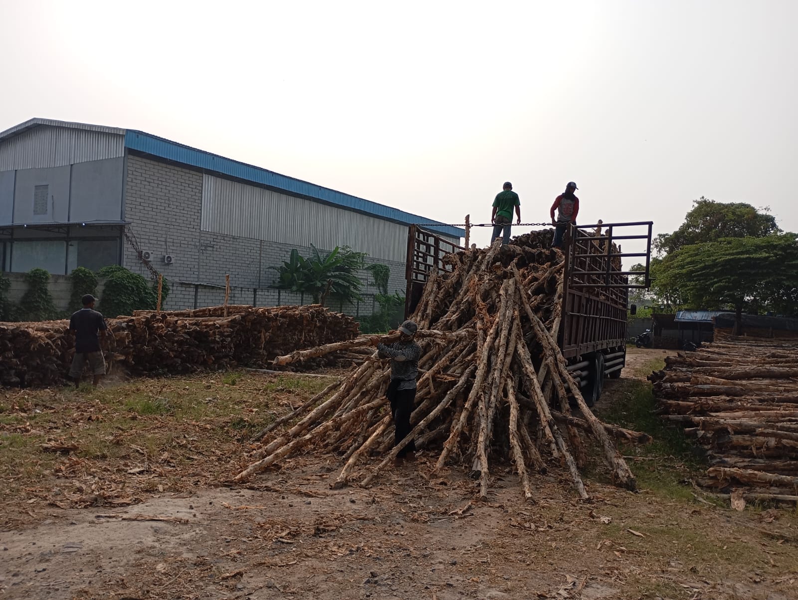 Bongkar muat kayu dolken gelam siap antar ke pelanggan di Kendari — foto 1