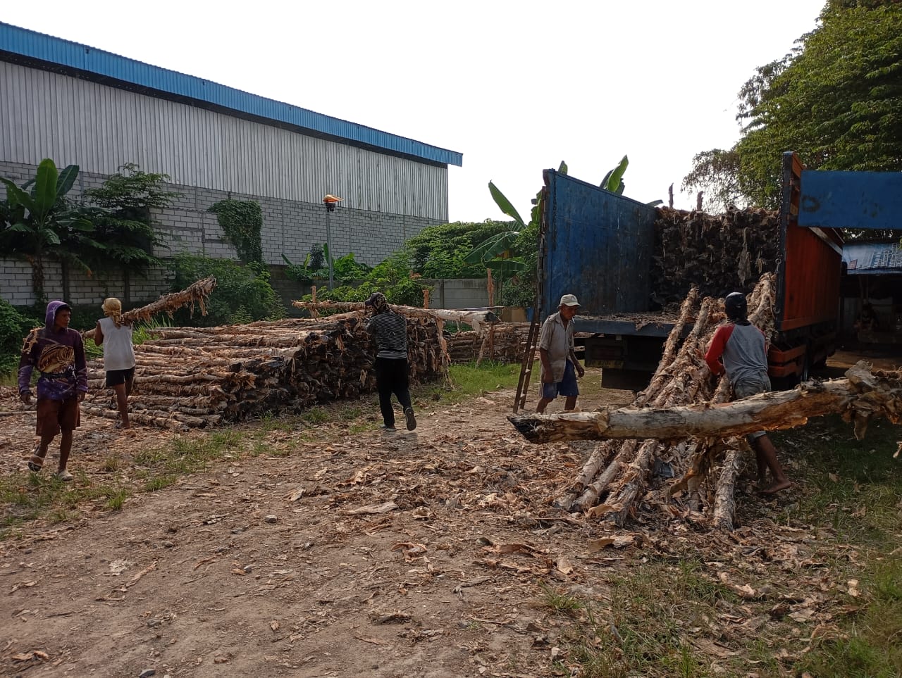 Bongkar muat kayu dolken gelam siap antar ke pelanggan di Kolaka — foto 1