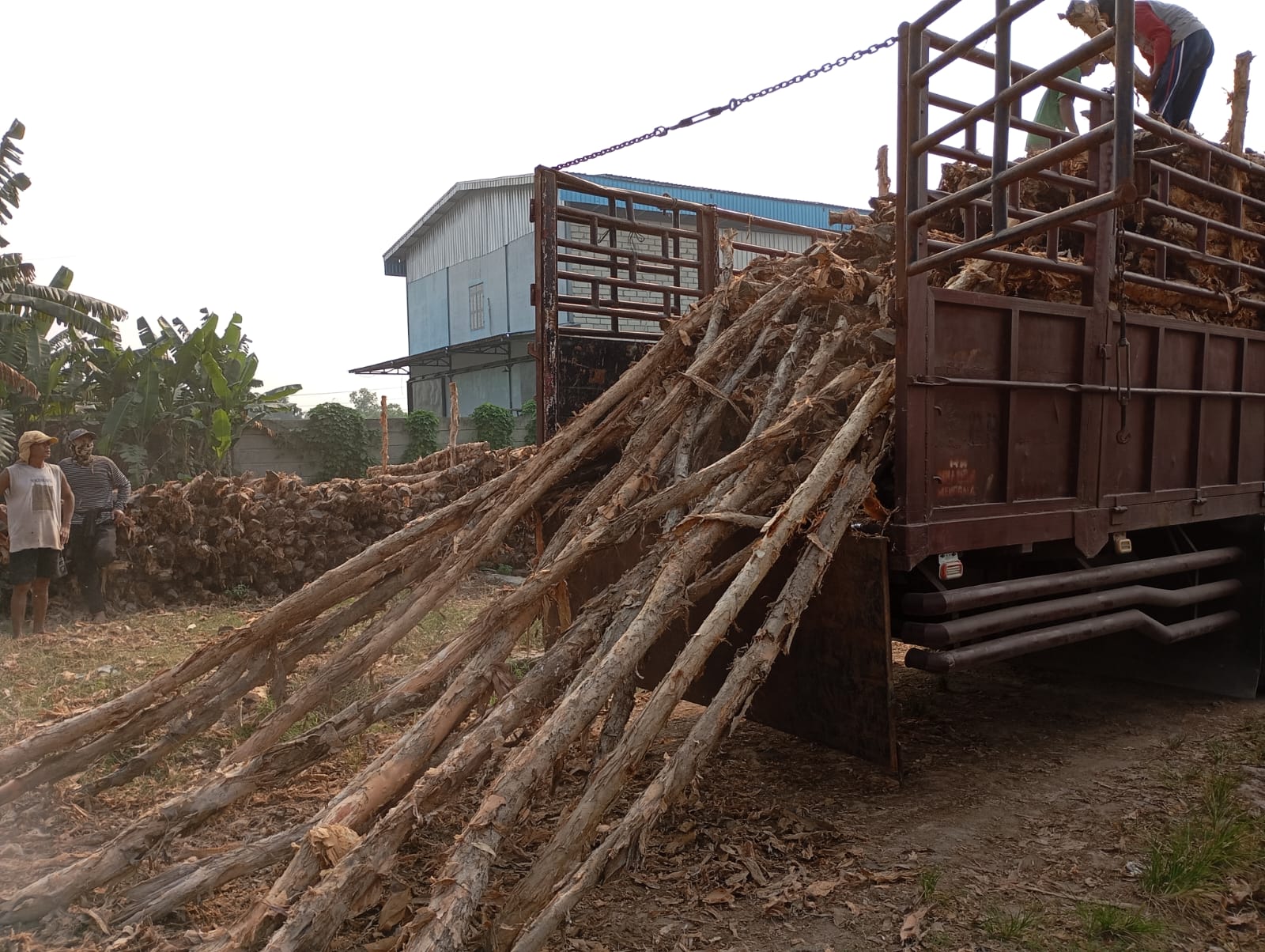 Bongkar muat kayu dolken gelam siap antar ke pelanggan di Merak — foto 2