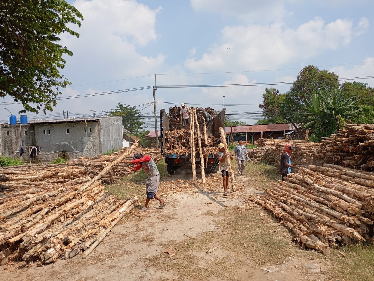 Bongkar muat kayu dolken gelam siap antar ke pelanggan di Petir — foto 2