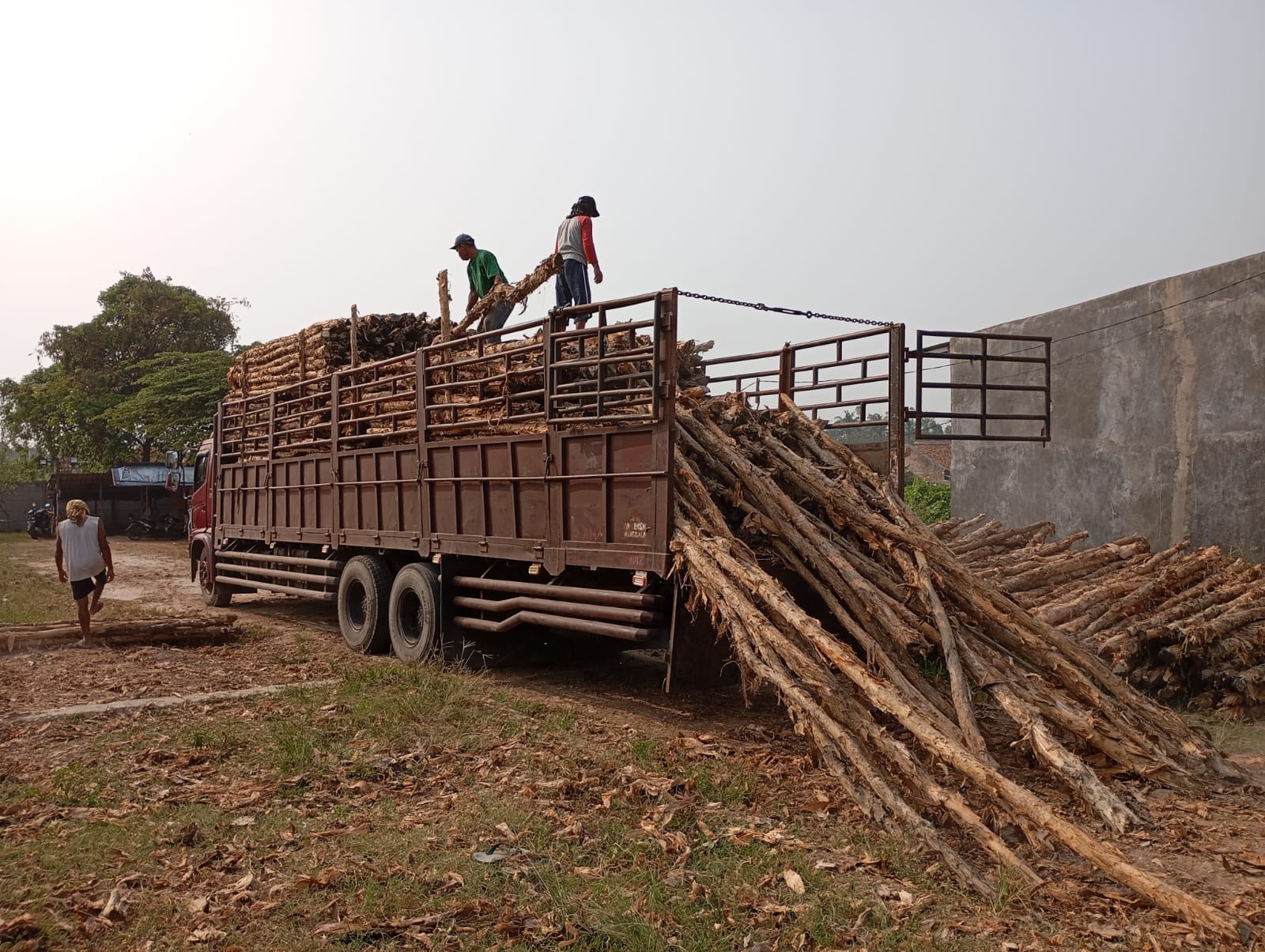 Bongkar muat kayu dolken gelam siap antar ke pelanggan di Purworejo — foto 2