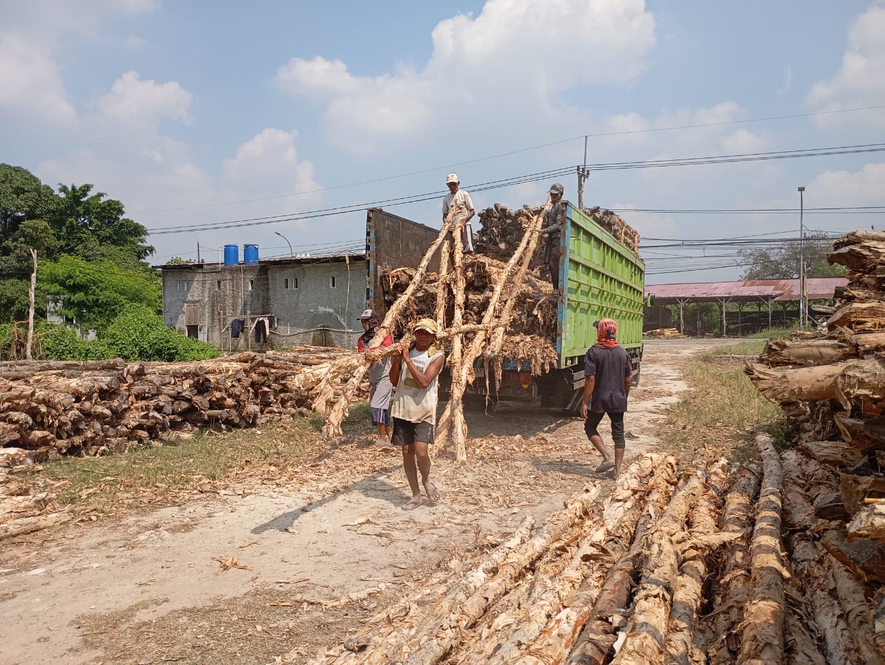 Bongkar muat kayu dolken gelam siap antar ke pelanggan di Salatiga — foto 2