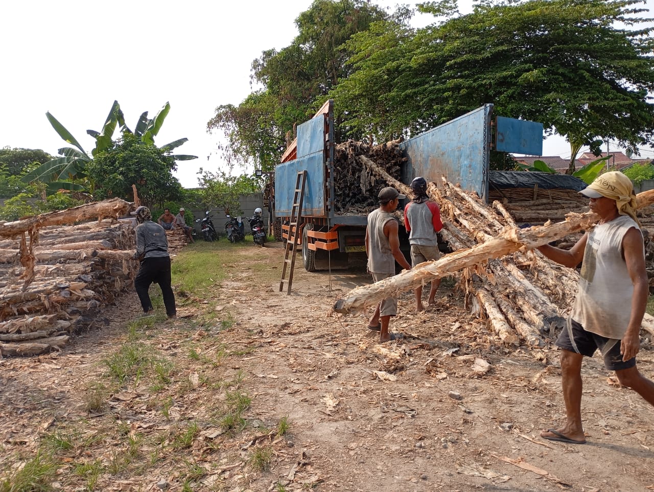 Bongkar muat kayu dolken gelam siap antar ke pelanggan di Serang — foto 1